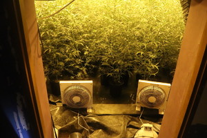 Nielegalna uprawa marihuany w namiocie umieszczonym w pokoju.