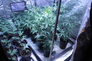 Marihuana w doniczkach stojących na podłodze w namiocie.
