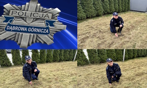 Umundurowane policjantki sadzące drzewka.