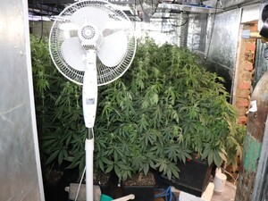 Plantacja